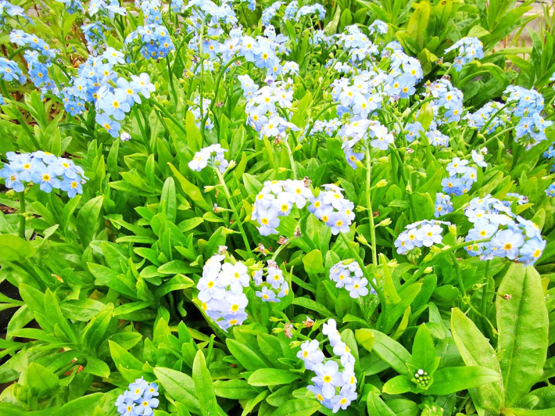 Preview: Sumpf-Vergißmeinnicht - Myosotis palustris